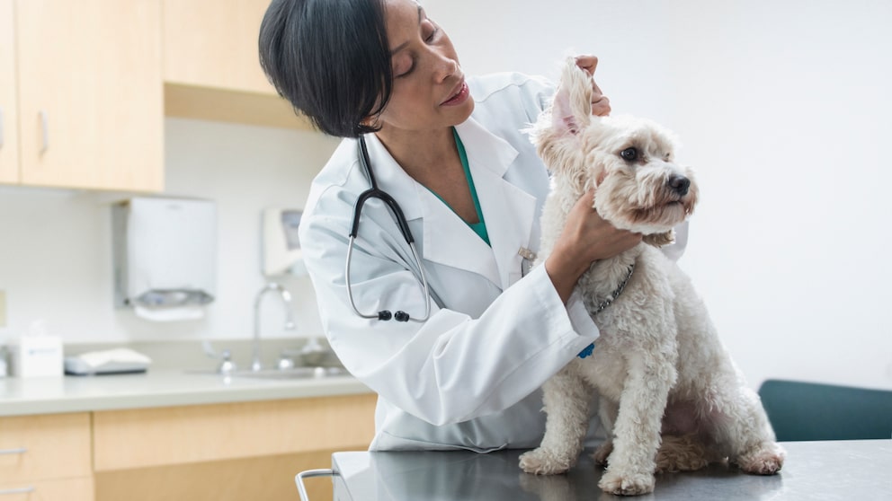 Durch effektives Medical Training kann der Hund auf typische Stresssituationen wie Tierarztbesuche bestens vorbereitet werden. 