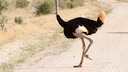 Der afrikanische Strauß ist der größte lebende Vogel der Welt.