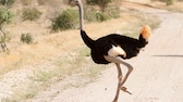 Der afrikanische Strauß ist der größte lebende Vogel der Welt.