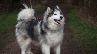 Der Alaskische Malamute ist kein Hund für Anfänger.