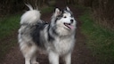 Der Alaskische Malamute ist kein Hund f&uuml;r Anf&auml;nger.
