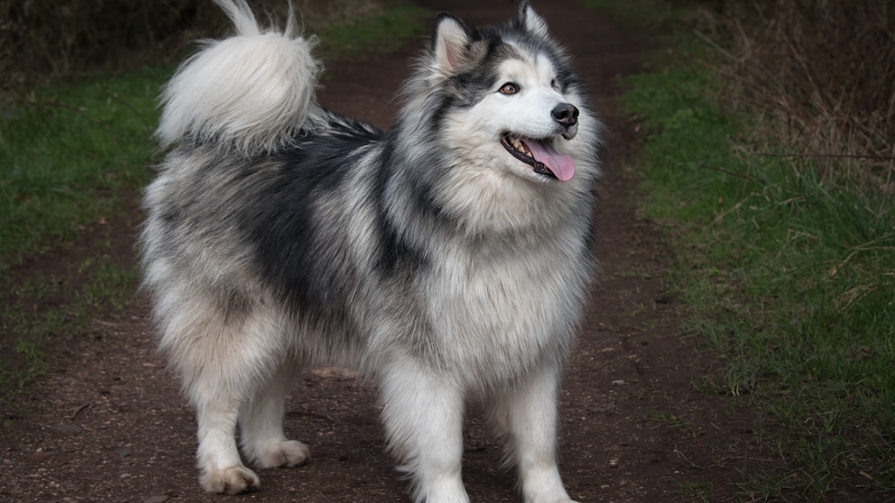 Der Alaskische Malamute ist kein Hund für Anfänger.