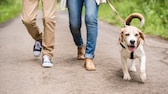 Hund an der Leine mit zwei Menschen bei einem Spaziergang auf einem Weg