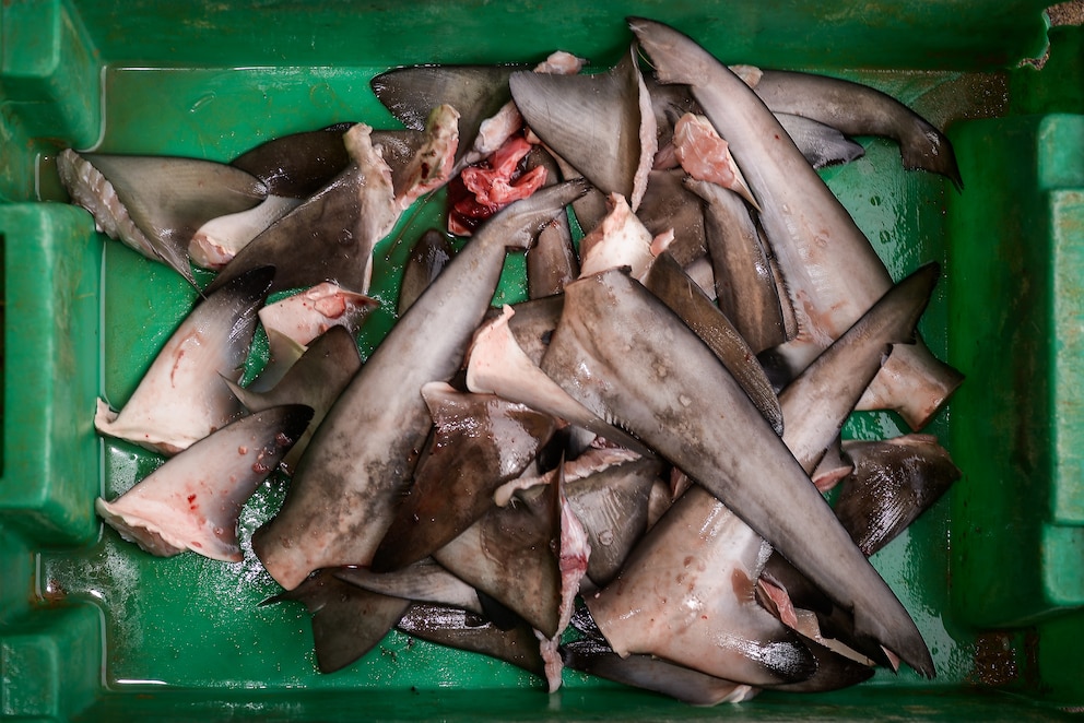 Ein Haufen frischer Haifischflossen in einem grünen Korb auf einem Fischmarkt