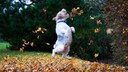 Ein gesunder Hund springt ausgelassen durchs Herbstlaub
