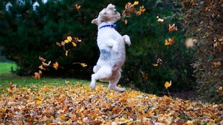 Ein gesunder Hund springt ausgelassen durchs Herbstlaub