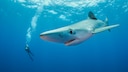 Auch wenn Blauhaie gelegentlich im Mittelmeer gesichtet werden, ist es denkbar unwahrscheinlich von einem attackiert zu werden.