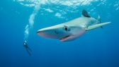 Auch wenn Blauhaie gelegentlich im Mittelmeer gesichtet werden, ist es denkbar unwahrscheinlich von einem attackiert zu werden.