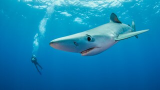 Auch wenn Blauhaie gelegentlich im Mittelmeer gesichtet werden, ist es denkbar unwahrscheinlich von einem attackiert zu werden.