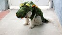 Ein Hund trägt ein viel zu großes Halloween-Kostüm
