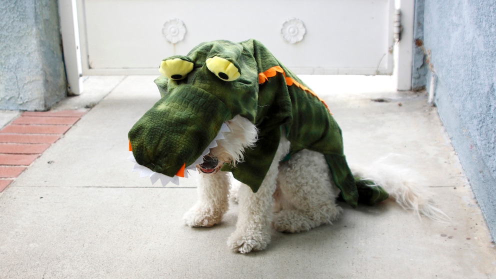 Ein Hund trägt ein viel zu großes Halloween-Kostüm