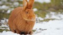 Rotes Neuseeländer-Kaninchen im Schnee sitzend