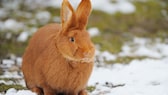 Rotes Neuseeländer-Kaninchen im Schnee sitzend
