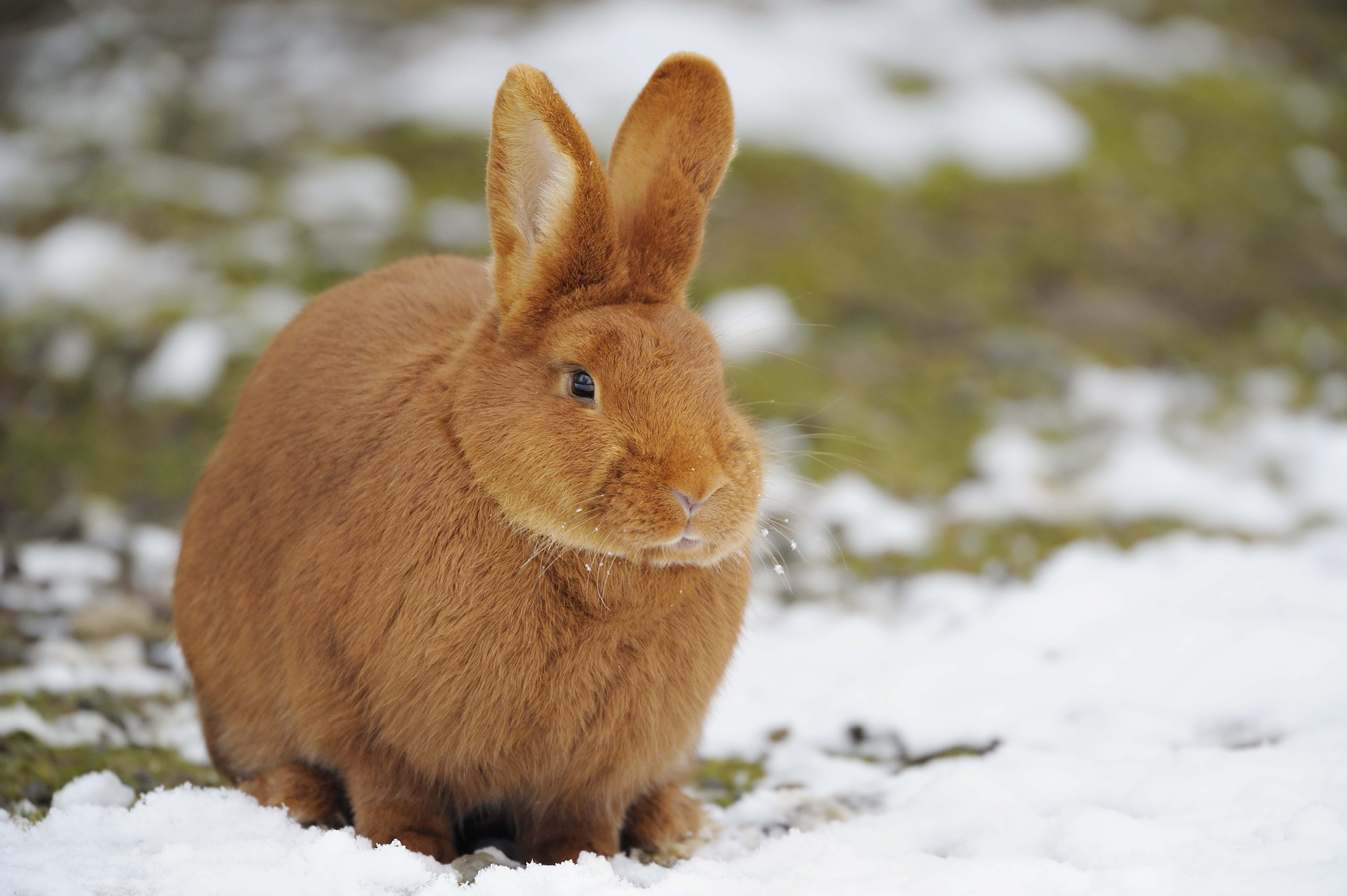 Neuseeländer-Kaninchen: Aussehen, Charakter und Haltung - PETBOOK