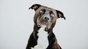 In Österreich wurde eine Joggerin von einem American Staffordshire Terrier totgebissen.