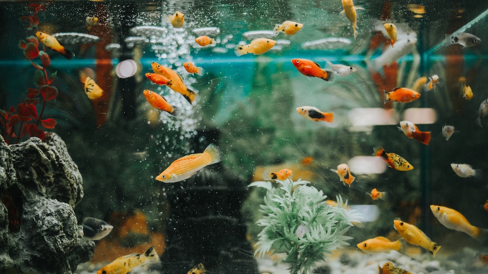 Mögliche Gründe für das Sterben von Fischen im Aquarium