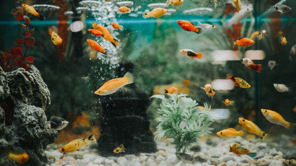 Mögliche Gründe für das Sterben von Fischen im Aquarium