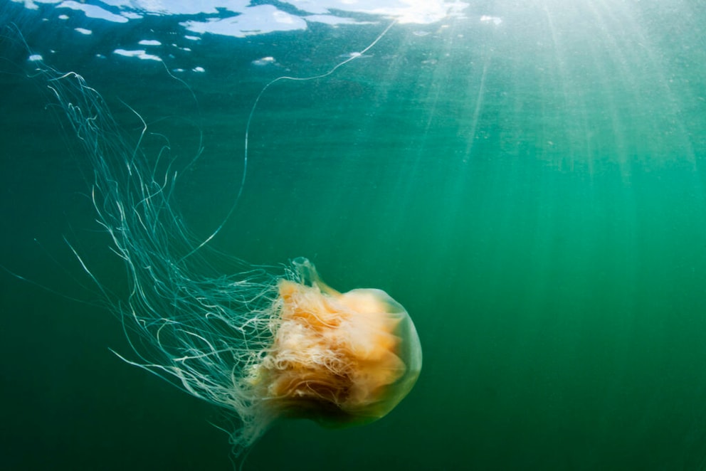 Lion's Mane Jellyfish (Cyanea capillata)