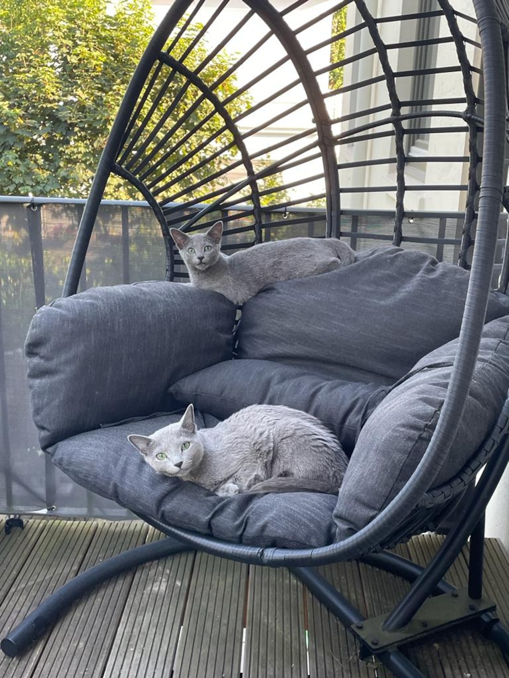 So lässt es sich leben! Mirja Du Monts Katzen Mo und Matilda entspannen auf dem Balkon. 