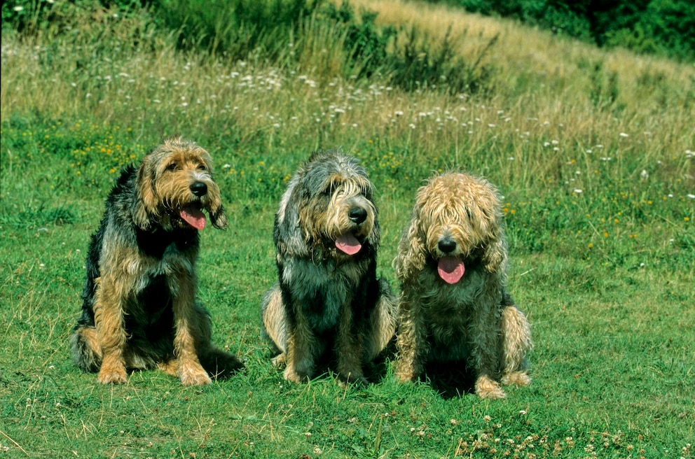 Drei Otterhund-Welpen auf der Wiese sitzend