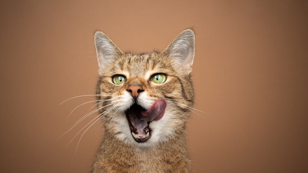 Katzen-Krankheiten: Futter