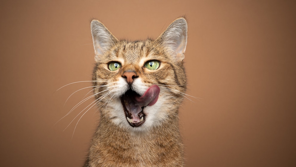 Katzen-Krankheiten: Futter