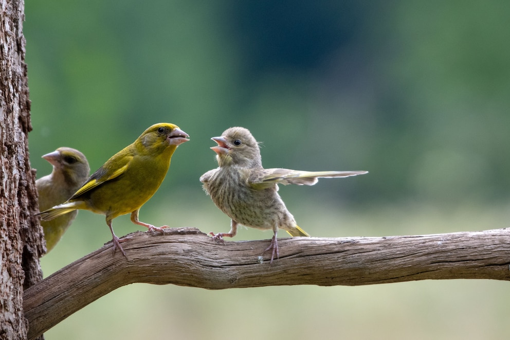 Werden wir hier etwas Zeuge einer lautstarken Auseinandersetzung zwischen einem jungen Vogel und dessen erzürnten Eltern? 