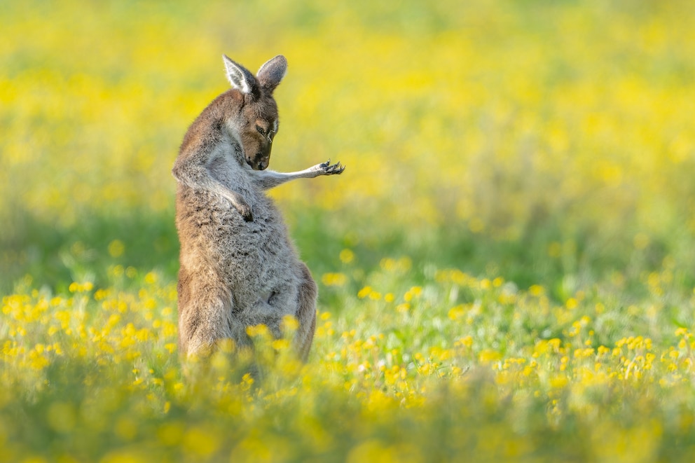 Was ist cooler als ein Känguru? Eines, das Luftgitarre spielen kann!