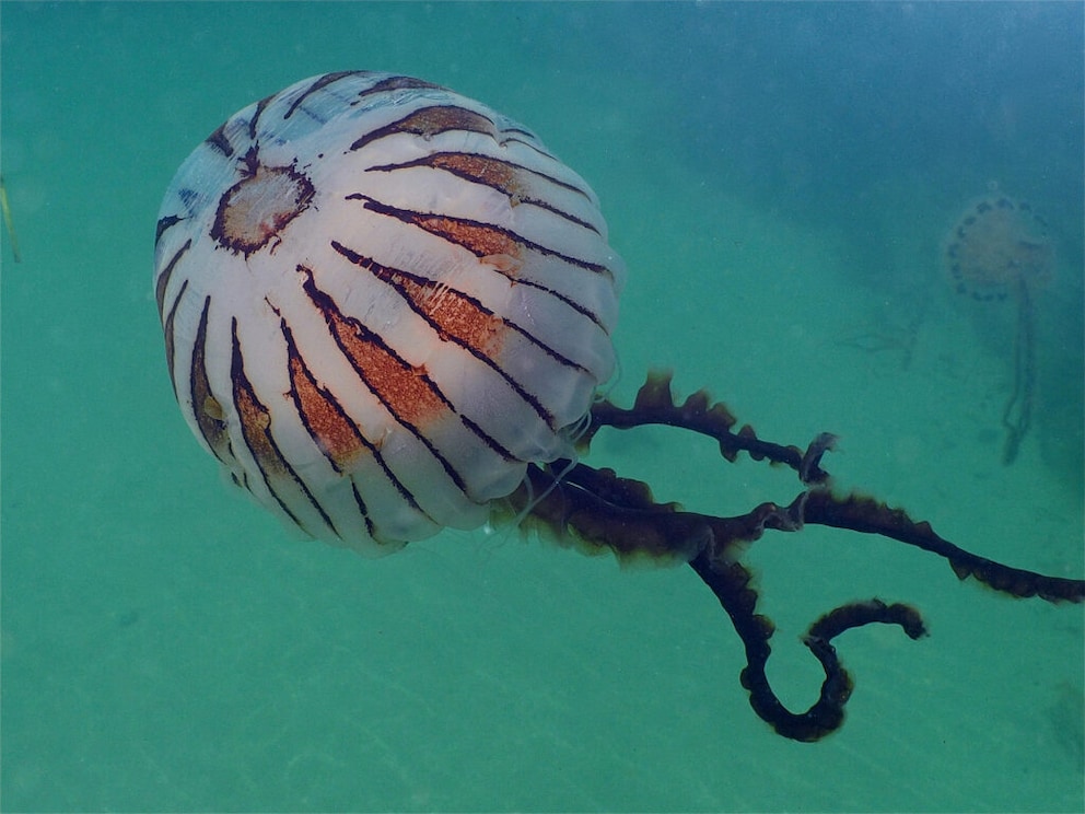 Compass Jellyfish swimming in the sea