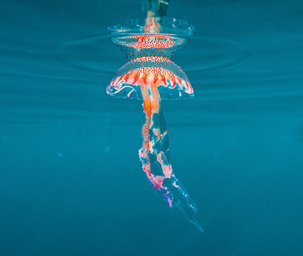 Mauve Stinger (Pelagia noctiluca) in the Mediterranean