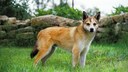 Der Norwegische Lundehund beeindruckt mit außergewöhnlichen anatomischen Merkmalen und besonderen Eigenschaften, die nur diese Rasse kann.