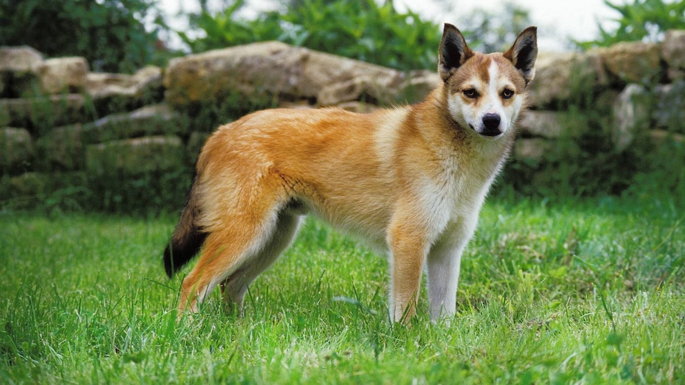 Der Norwegische Lundehund beeindruckt mit außergewöhnlichen anatomischen Merkmalen und besonderen Eigenschaften, die nur diese Rasse kann. 