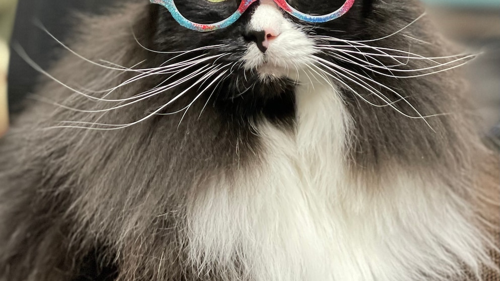 Katze Truffels hat eine Vorliebe für flotte Brillen und macht damit Kindern Mut.