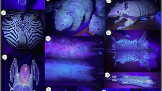 Exponante von Tieren unter UV-Licht