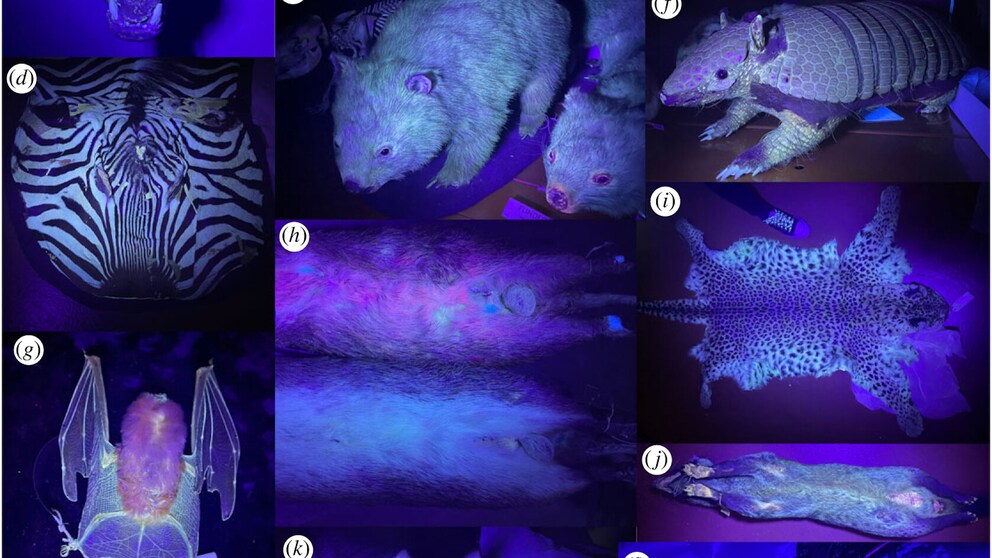 Exponante von Tieren unter UV-Licht