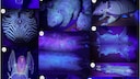 Exponante von Tieren unter UV-Licht