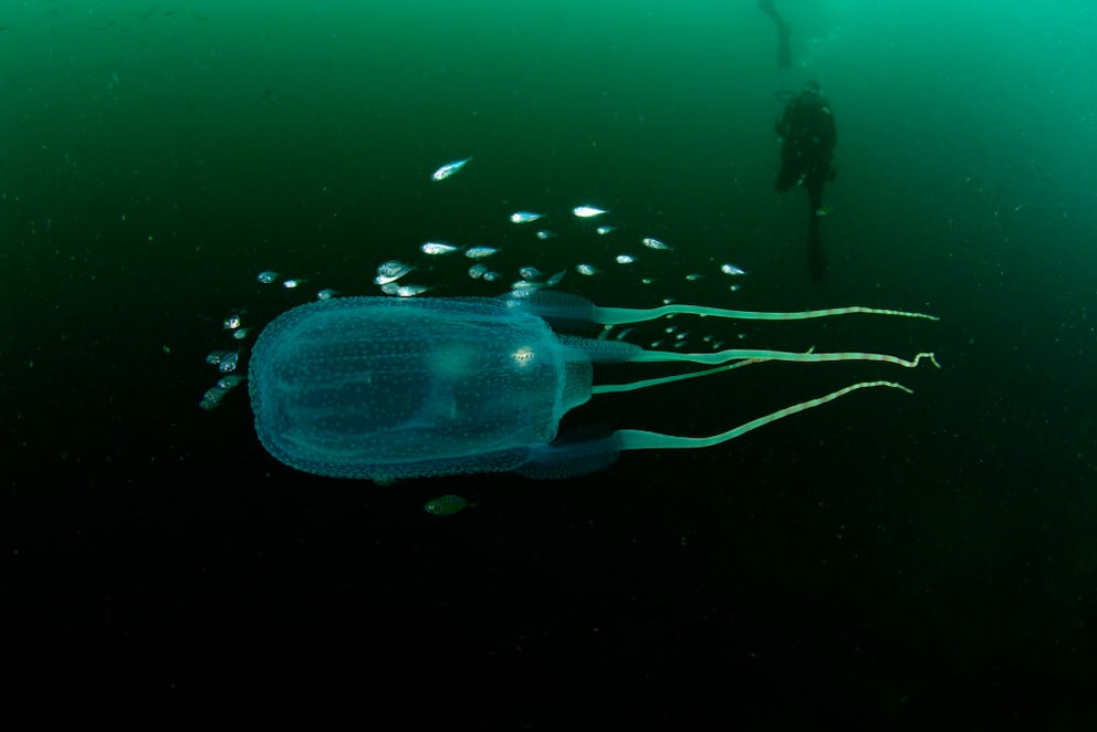 Box Jellyfish underwater with diver in the background