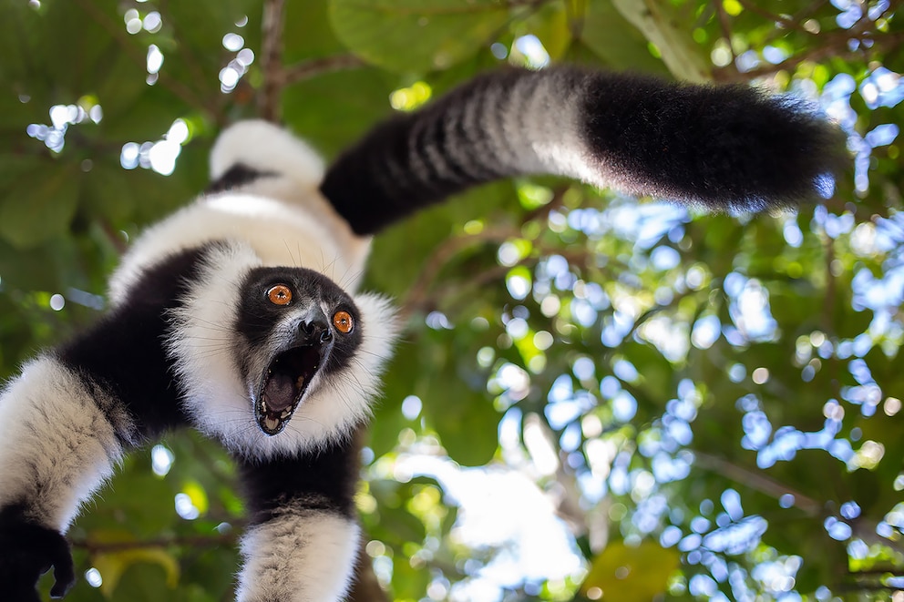 Gäbe es einen Preis für das überraschteste Gesicht des Jahres, so hätte dieser Lemur gute Chancen auf den Titel.