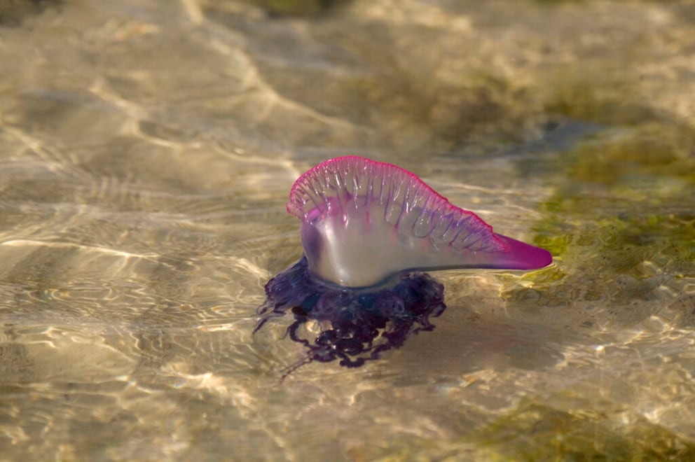 Portuguese Man o' War