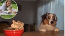 Welpe Elvis steht mit beiden Vorderpfoten auf dem Küchentisch und blickt zu einer Schale mit Essen