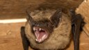 Eine Breitflügelfledermaus mit offenem Maul unter einem Dach