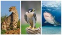 Fotocollage aus drei Bildern. Rechts Gepard, Mitte Wanderfalke, links Hai.
