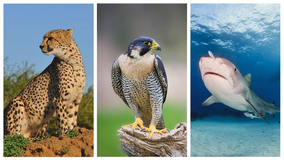 Fotocollage aus drei Bildern. Rechts Gepard, Mitte Wanderfalke, links Hai.