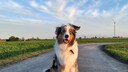 Hund Elvis sitzt auf einem grauen Weg, über ihm ist der blaue Himmel voller Wolken