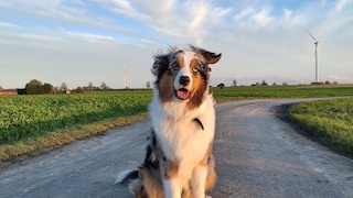 Hund Elvis sitzt auf einem grauen Weg, über ihm ist der blaue Himmel voller Wolken