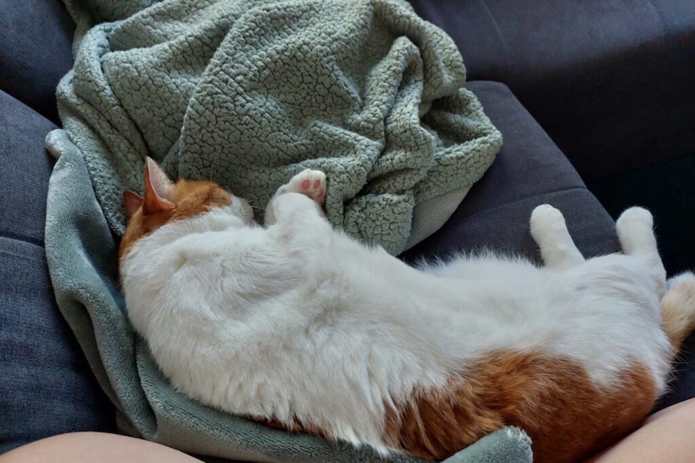 Remo the cat sleeping on a cozy blanket