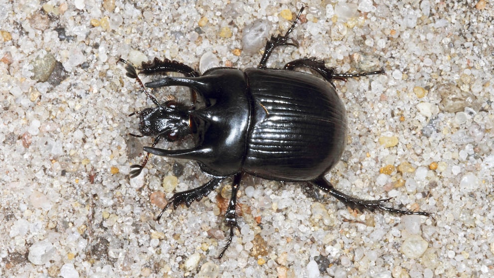 Ein Stierkäfer krabbelt über Sand