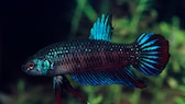 Ein Friedlicher Kampffisch schwimmt durch ein dicht bewachsenes Aquarium