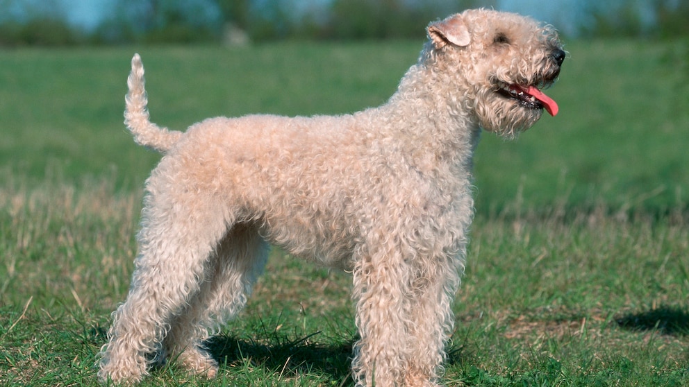 Der irische Soft Coated Wheaten Terrier begeistert mit seinem weichen Fell und seiner lebhaften Persönlichkeit.