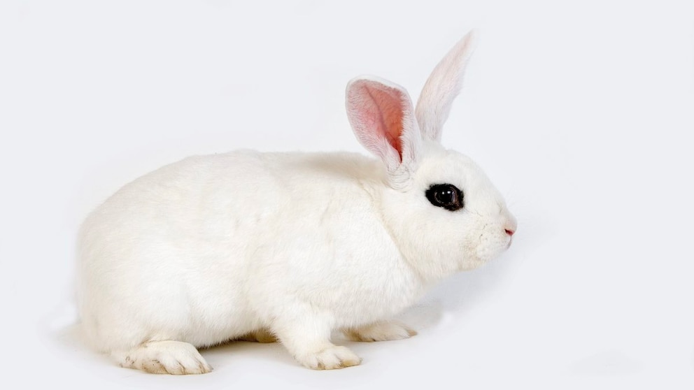 Eine Studioaufnahme von einem Hotot-Kaninchen